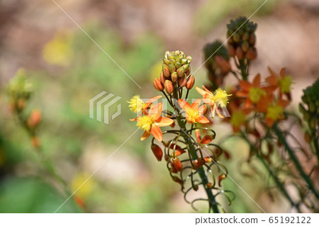 Flower aloe (Burbrine) 65192122