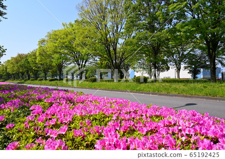 North-South Road of Tachikawa 65192425