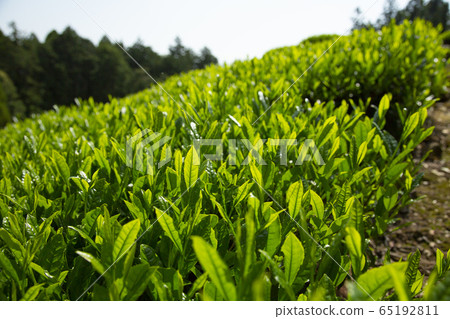 茶園l 茶園l 65192811