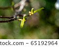 Branch with magnolia buds as background 65192964
