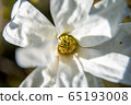 Blooming white magnolia flower as background 65193008