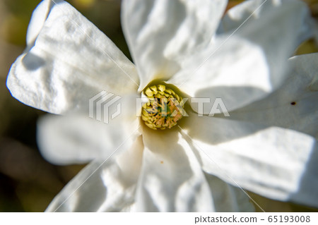 Blooming white magnolia flower as background 65193008