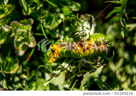 Background of dandelion bud on green grass Background of dandelion bud on green grass 65193019