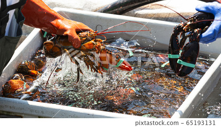 Live Maine lobsters being sorted into bins close 65193131