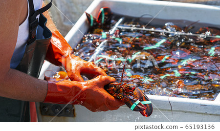 Fisherman holding a live Maine lobster as he sorts 65193136