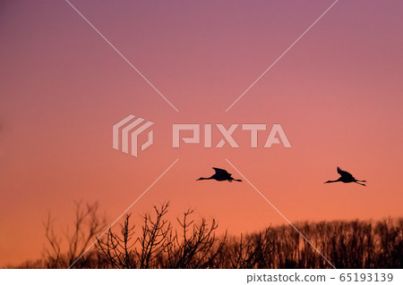 葡萄藤在落日的天空中飛翔的剪影 65193139