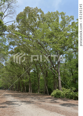Shimogamo Shrine Tadanomori 65193145