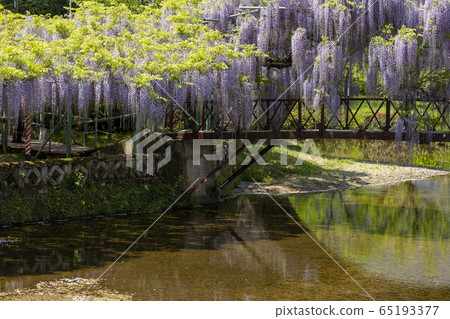 The wisteria of Nishikanta Shrine 65193377