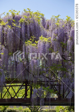 The wisteria of Nishikanta Shrine 65193378