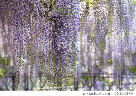 The wisteria of Nishikanta Shrine 65193379