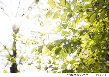 green leaves of late spring 65193381