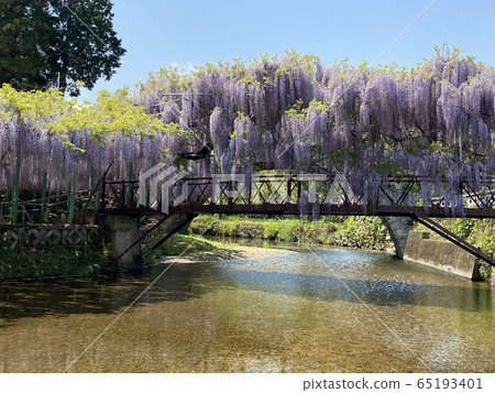 Nishikanta神社的紫藤 Nishikanta神社的紫藤 65193401