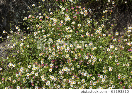 Genpei Koge 65193810