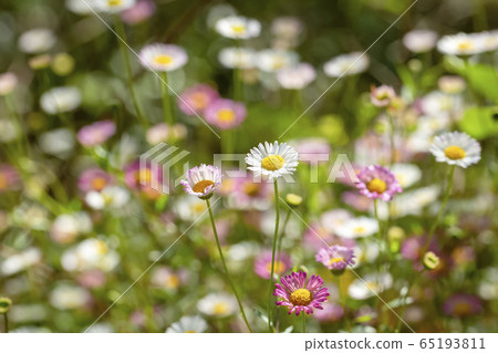 Genpei Koge 65193811