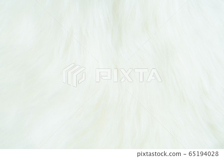 Sheepskin, lambskin white background the hide of sheep or lamb skin rug with soft hair texture on leather tanned with fleece in a pelt, natural insulator Sheepskin, lambskin white background the hide of sheep or lamb skin rug with soft hair texture on leather tanned with fleece in a pelt, natural insulator 65194028