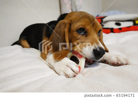 比格犬室內狗中型犬小狗小狗 比格犬室內狗中型犬小狗小狗 65194171