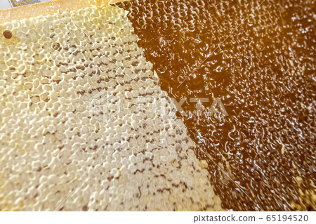 Honeycomb open unwaxing fork beekeeper uncapped for harvest golden delicious honey closeup Honeycomb open unwaxing fork beekeeper uncapped for harvest golden delicious honey closeup 65194520