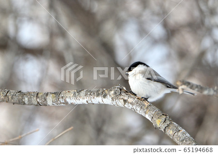 Wild bird in Japan 65194668