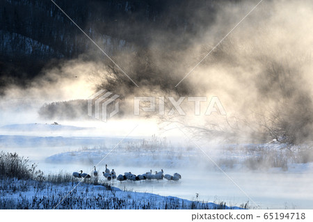 Dandruff crane nestling in the river in the winter season 65194718