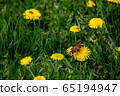 Butterfly on yellow dandelions in green meadow 65194947