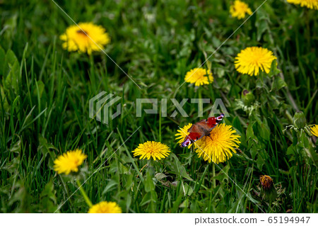 Butterfly on yellow dandelions in green meadow Butterfly on yellow dandelions in green meadow 65194947
