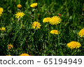 Bee on yellow dandelions in green meadow 65194949