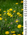 Yellow dandelions on green meadow as background 65194950