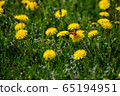 Butterfly on yellow dandelions in green meadow 65194951
