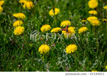 Butterfly on yellow dandelions in green meadow 65194951