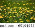 Yellow dandelions on green meadow as background 65194952