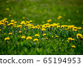 Yellow dandelions on green meadow as background 65194953