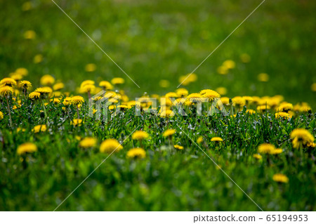 Yellow dandelions on green meadow as background Yellow dandelions on green meadow as background 65194953