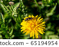 Bee on yellow dandelion with green background in 65194954