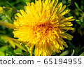 Background of yellow dandelion on green grass 65194955