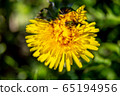 Background of yellow dandelion on green grass 65194956