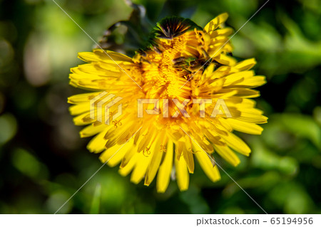 Background of yellow dandelion on green grass Background of yellow dandelion on green grass 65194956