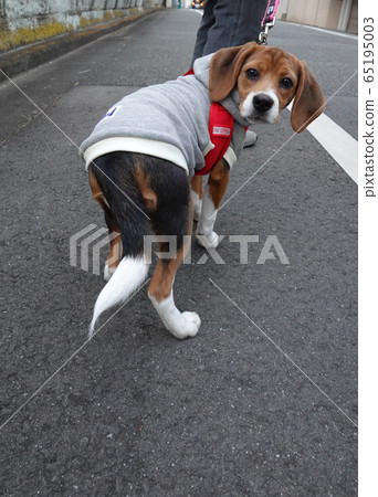 小獵犬小狗小狗走來走去 小獵犬小狗小狗走來走去 65195003