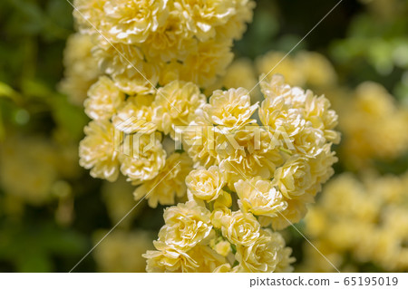 Lady Banks' rose 65195019