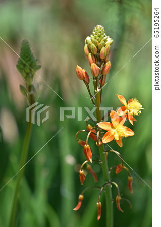 Flower aloe (Burbrine) 65195264