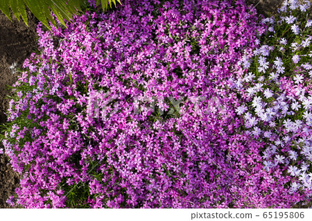 Purple spring flowers texture background. Close-up 65195806