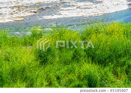 Spring mustard rape blossoms 65195807