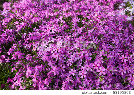 Purple spring flowers texture background. Close-up 65195808