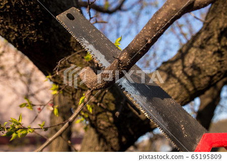 Closeup of a branch on a tree with a saw. 65195809