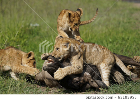 A child of a lion A child of a lion 65195953