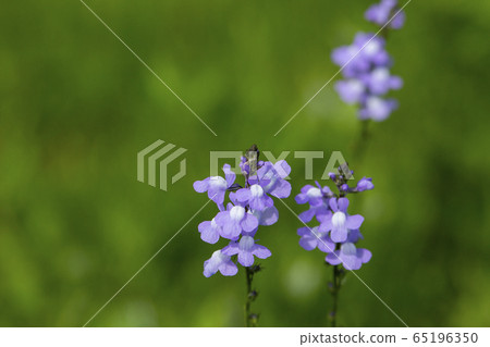 Matsubaun Run 65196350