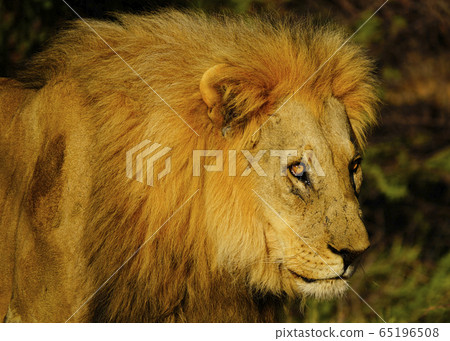 lion 65196508