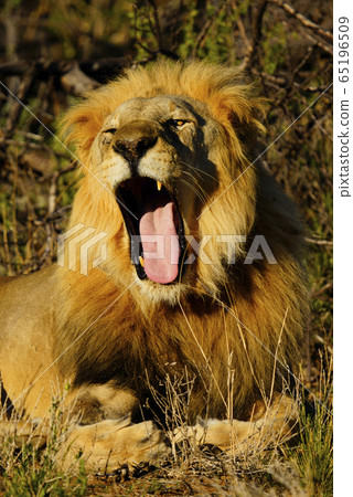 lion 65196509