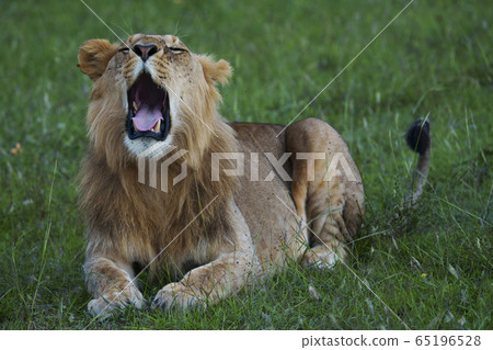 lion lion 65196528