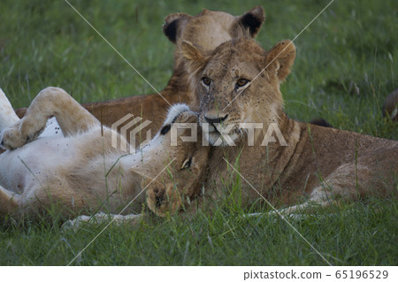 lion lion 65196529