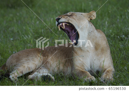 lion lion 65196530